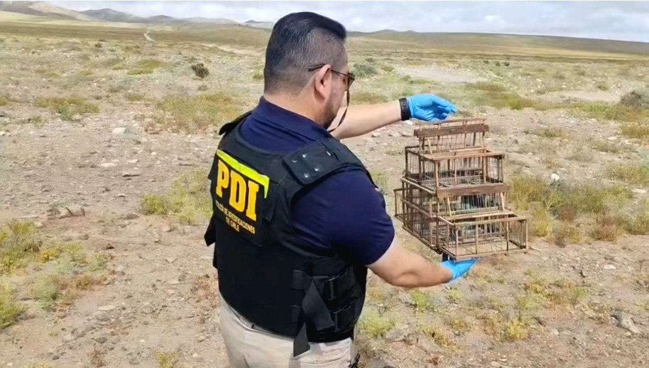 /atacama/pdi-atacama-detuvo-a-una-persona-que-capturaba-aves-protegidas-en-el