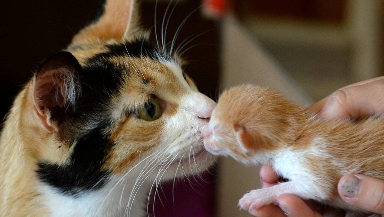 /tendencias/figuras-publicas/dia-internacional-del-gato-y-gata-en-chile-hay-poco-mas-de-590-mil