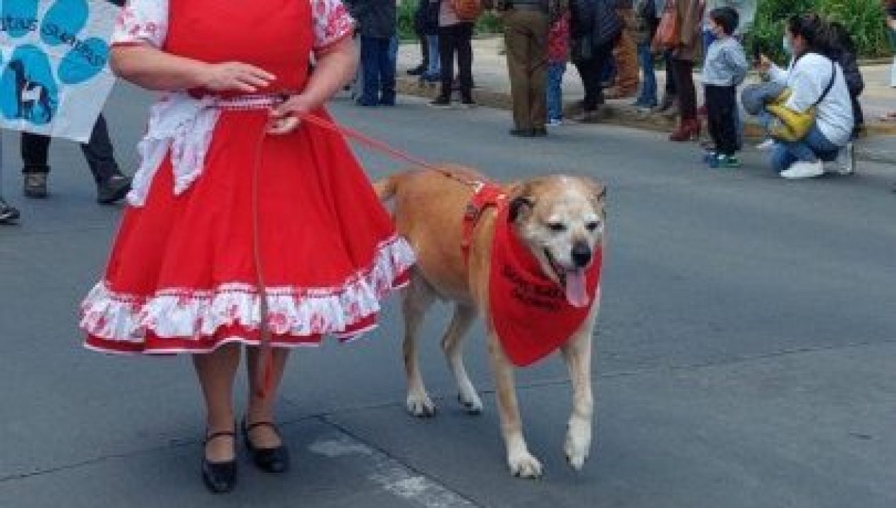 /regionales/region-de-los-lagos/patitas-al-cielo-conmocion-en-osorno-por-partida-de-don-luis-apolo