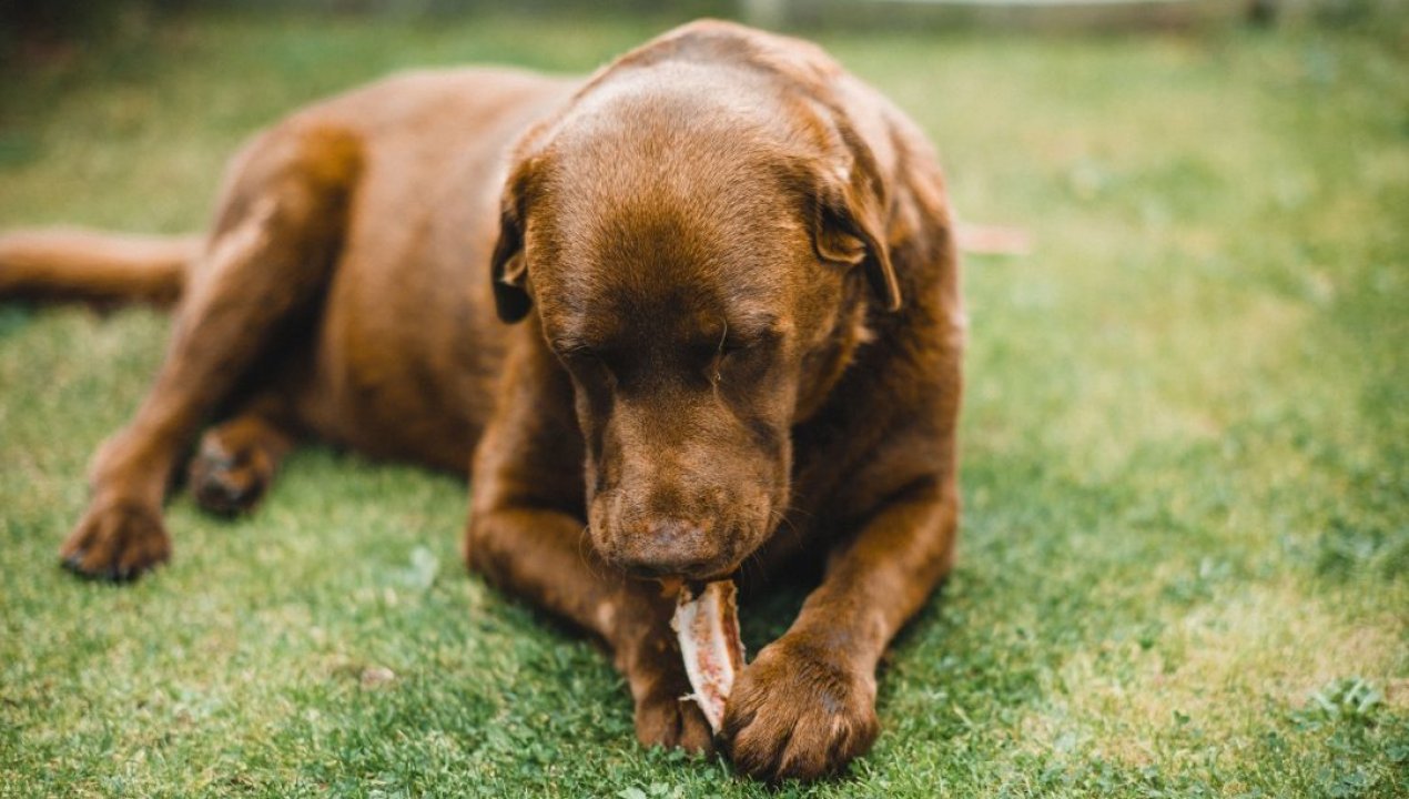 /actualidad/salud/fiestas-patrias-que-pueden-y-que-no-deben-comer-nuestras-mascotas