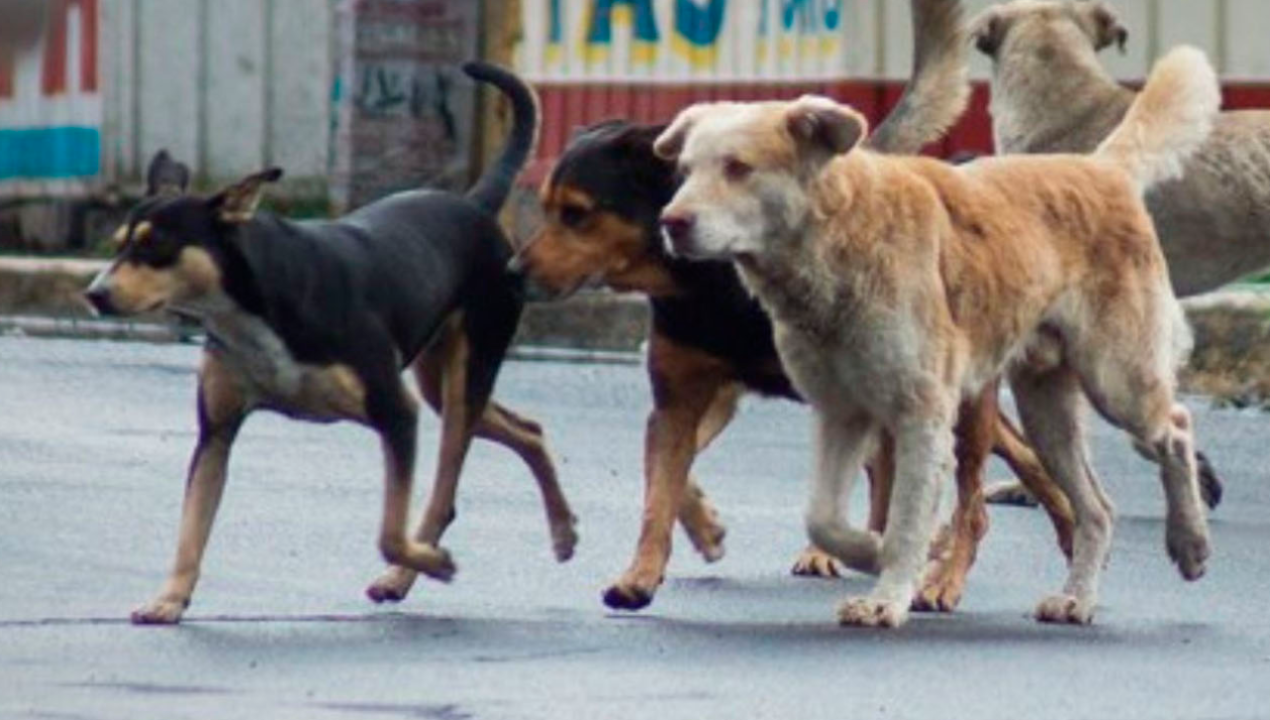 /regionales/region-de-antofagasta/brasilena-es-atacada-por-perros-en-san-pedro-de-atacama-y-queda-con-graves