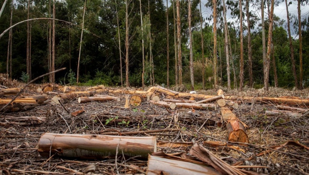 /regionales/region-de-la-araucania/paralizan-faenas-forestales-en-bosque-de-melipeuco-acusan-tala-de-arboles