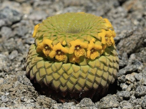 Descubren nueva especie de planta: Habita en la cordillera del Maule y Ñuble