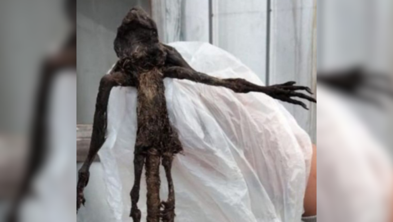 /actualidad/sag-rompio-el-misterio-esto-dijeron-sobre-la-criatura-encontrada-en