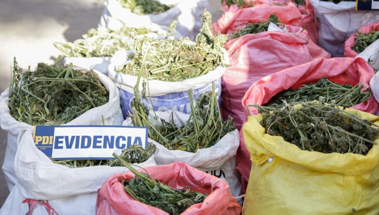 /regionales/operativos-en-valparaiso-y-coquimbo-dejan-mas-de-2-500-plantas-de-marihuana