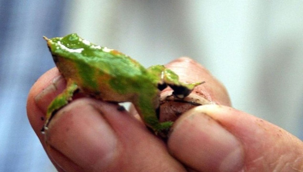 /actualidad/ejecutivo-recula-y-reincorpora-decreto-que-busca-proteger-a-la-ranita-de