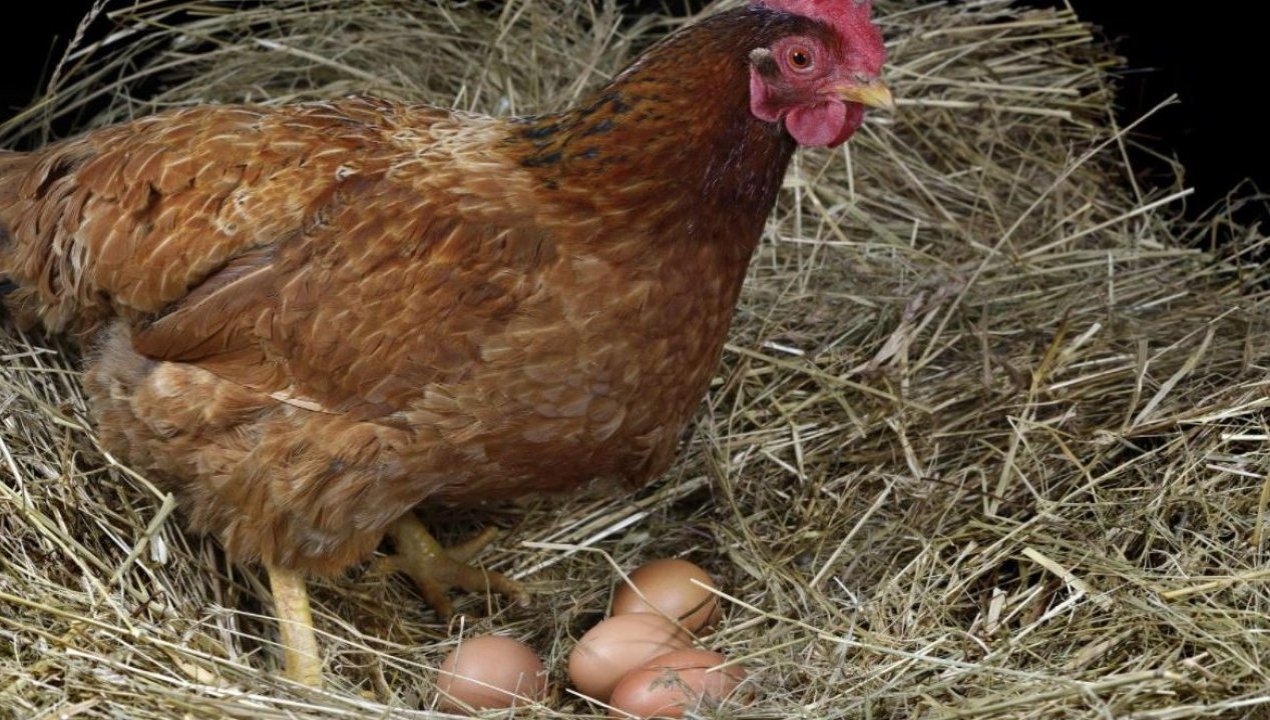 /regionales/alerta-sanitaria-se-detectaron-nueve-casos-de-gripe-aviar-en-diferentes