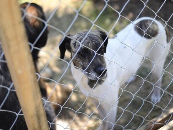 Tribunal dicta primera condena por maltrato animal en Quellón
