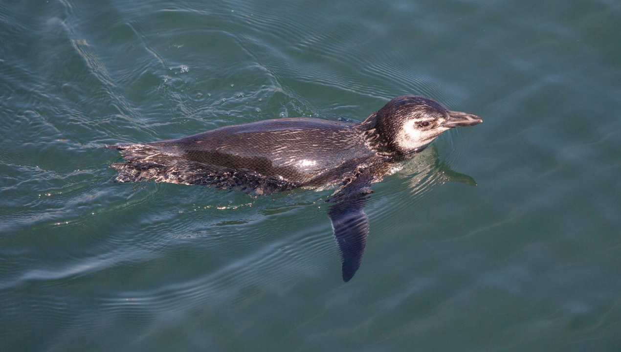 /inician-campana-de-proteccion-del-pinguino-de-humboldt-en-region-de