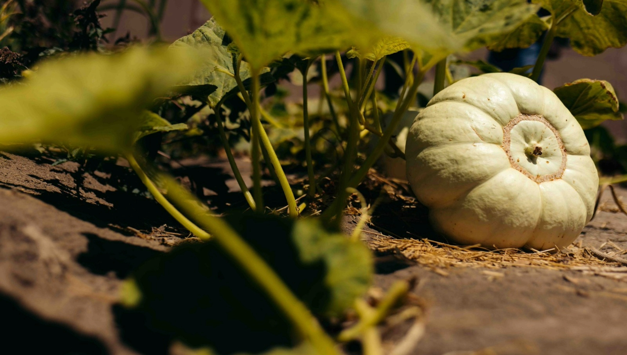 /donde-la-ciencia-florece-macrozona-norte-impulsa-mision-en-agricultura-del